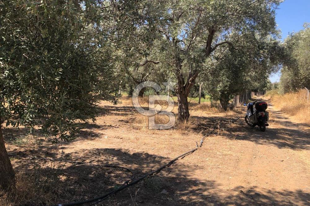 BAYINDIR ARIKBAŞI DA SATILIK 2539 M2 ANA YOLA YAKIN ZEYTİNLİK