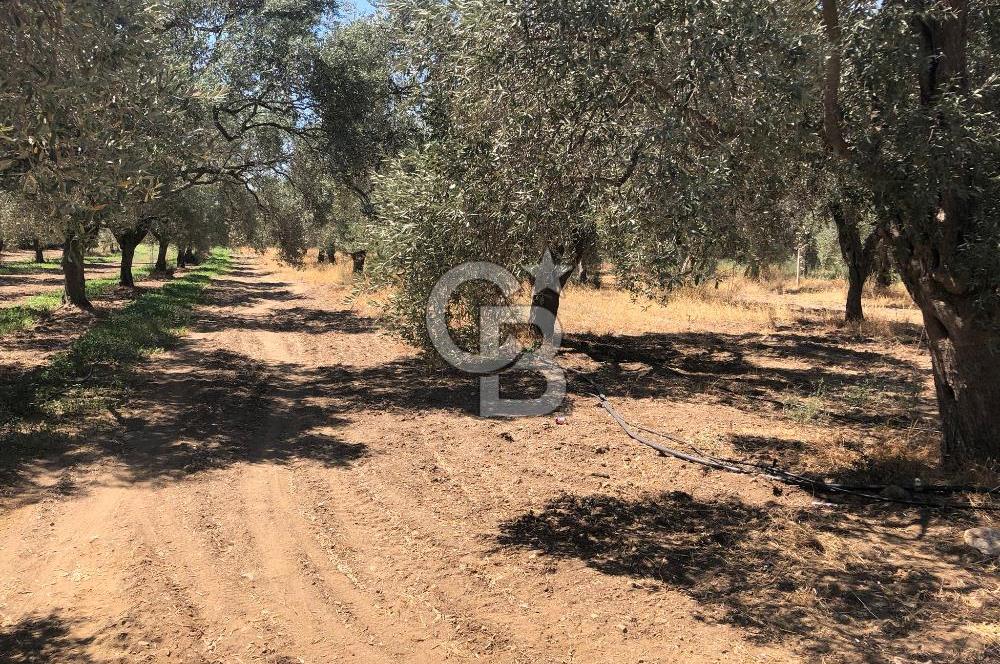 BAYINDIR ARIKBAŞI DA SATILIK 2539 M2 ANA YOLA YAKIN ZEYTİNLİK