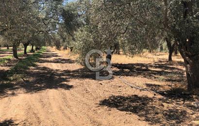 BAYINDIR ARIKBAŞI DA SATILIK 2539 M2 ANA YOLA YAKIN ZEYTİNLİK