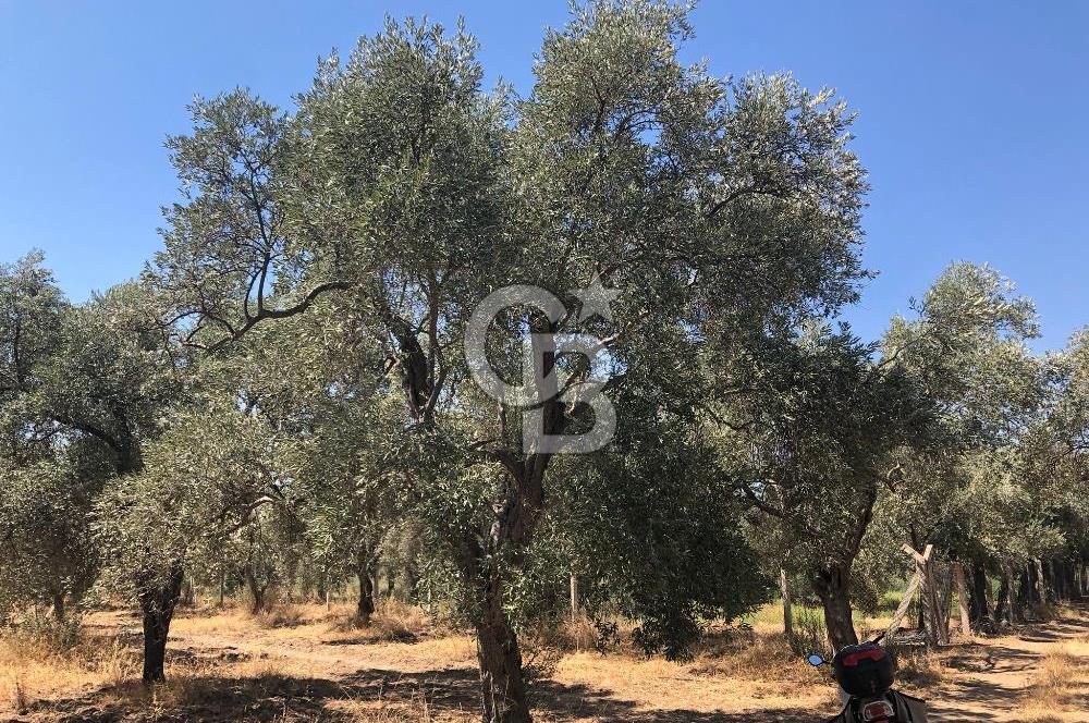 BAYINDIR ARIKBAŞI DA SATILIK 2539 M2 ANA YOLA YAKIN ZEYTİNLİK