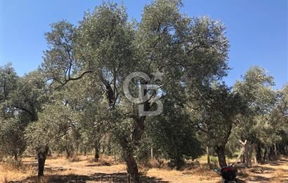 BAYINDIR ARIKBAŞI DA SATILIK 2539 M2 ANA YOLA YAKIN ZEYTİNLİK