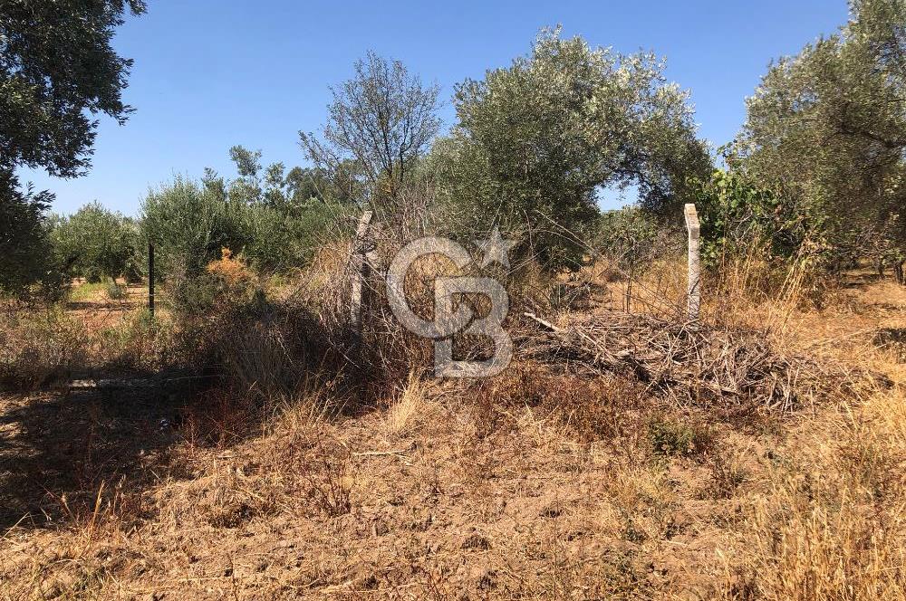 BAYINDIR ARIKBAŞI DA SATILIK 2539 M2 ANA YOLA YAKIN ZEYTİNLİK