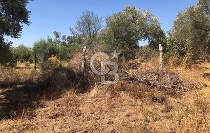 BAYINDIR ARIKBAŞI DA SATILIK 2539 M2 ANA YOLA YAKIN ZEYTİNLİK