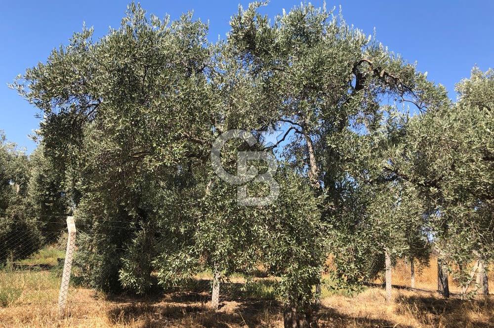 BAYINDIR ARIKBAŞI DA SATILIK 2539 M2 ANA YOLA YAKIN ZEYTİNLİK
