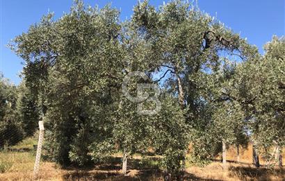 BAYINDIR ARIKBAŞI DA SATILIK 2539 M2 ANA YOLA YAKIN ZEYTİNLİK