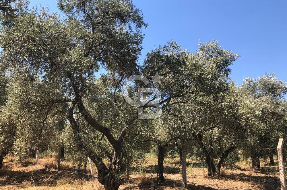 BAYINDIR ARIKBAŞI DA SATILIK 2539 M2 ANA YOLA YAKIN ZEYTİNLİK