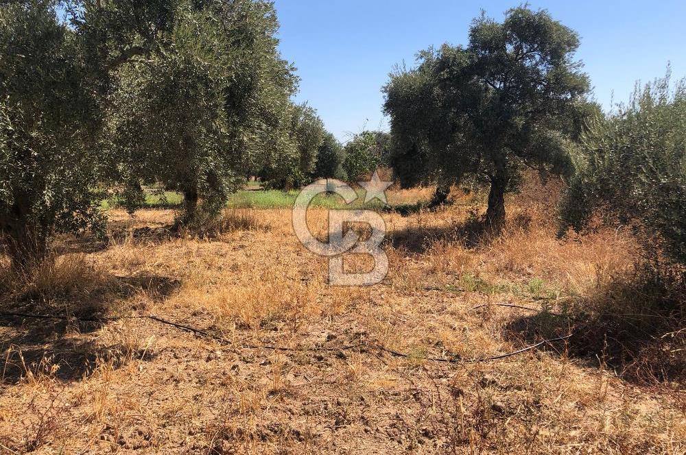 BAYINDIR ARIKBAŞI DA SATILIK 2539 M2 ANA YOLA YAKIN ZEYTİNLİK