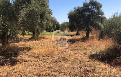 BAYINDIR ARIKBAŞI DA SATILIK 2539 M2 ANA YOLA YAKIN ZEYTİNLİK