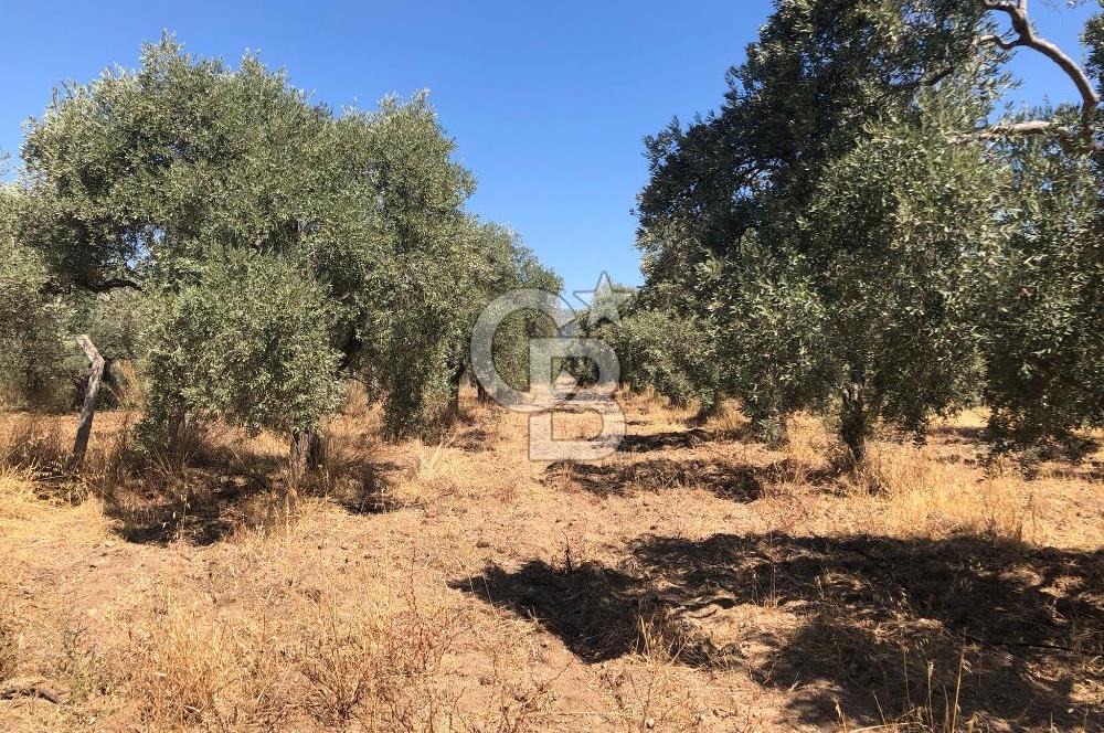BAYINDIR ARIKBAŞI DA SATILIK 2539 M2 ANA YOLA YAKIN ZEYTİNLİK