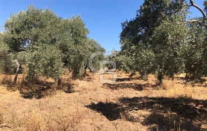 BAYINDIR ARIKBAŞI DA SATILIK 2539 M2 ANA YOLA YAKIN ZEYTİNLİK
