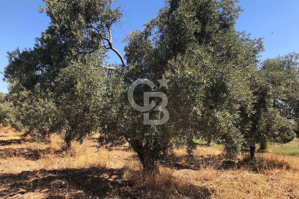 BAYINDIR ARIKBAŞI DA SATILIK 2539 M2 ANA YOLA YAKIN ZEYTİNLİK