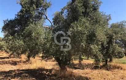 BAYINDIR ARIKBAŞI DA SATILIK 2539 M2 ANA YOLA YAKIN ZEYTİNLİK