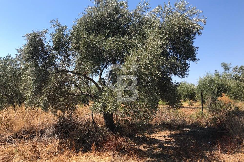 BAYINDIR ARIKBAŞI DA SATILIK 2539 M2 ANA YOLA YAKIN ZEYTİNLİK