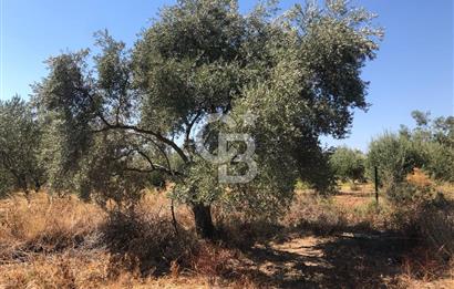 BAYINDIR ARIKBAŞI DA SATILIK 2539 M2 ANA YOLA YAKIN ZEYTİNLİK