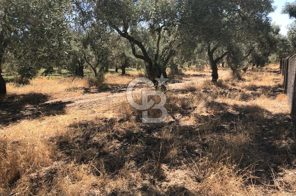BAYINDIR ARIKBAŞI DA SATILIK 2539 M2 ANA YOLA YAKIN ZEYTİNLİK