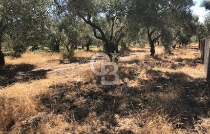 BAYINDIR ARIKBAŞI DA SATILIK 2539 M2 ANA YOLA YAKIN ZEYTİNLİK