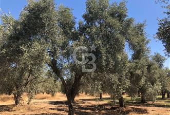 BAYINDIR ARIKBAŞI DA SATILIK 2539 M2 ANA YOLA YAKIN ZEYTİNLİK