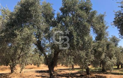 BAYINDIR ARIKBAŞI DA SATILIK 2539 M2 ANA YOLA YAKIN ZEYTİNLİK