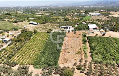 Aşağı Kızılca Ova'sının en verimli bölgesinde 3.125 m2 Bağ vasfı