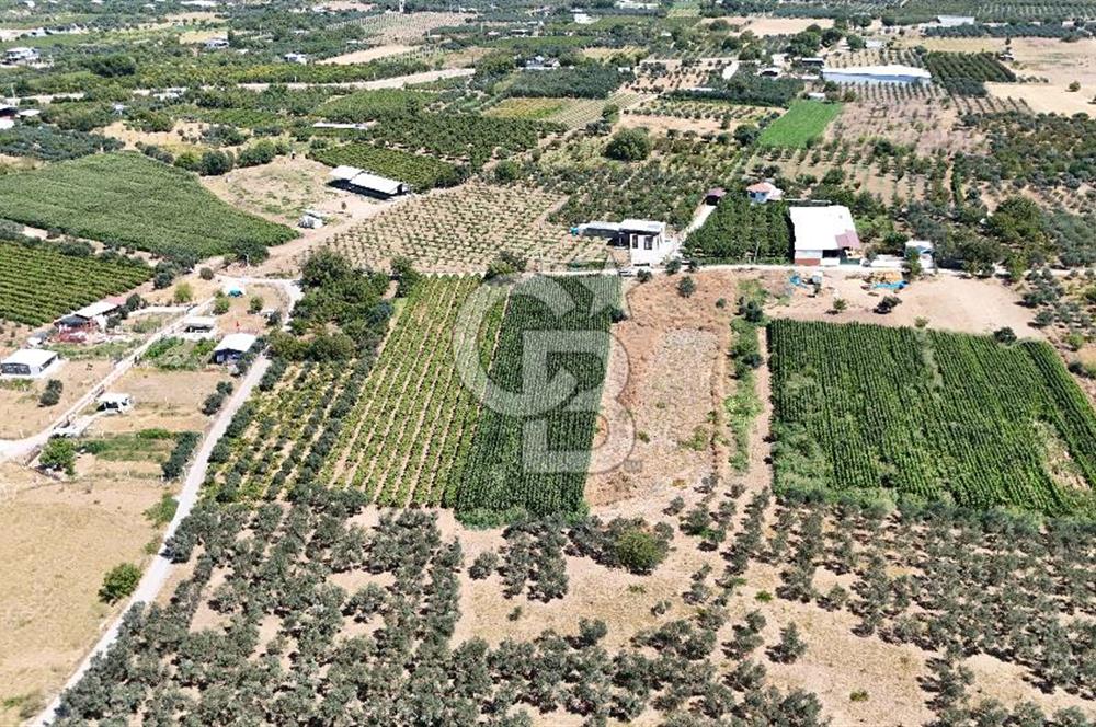 Aşağı Kızılca Ova'sının en verimli bölgesinde 3.125 m2 Bağ vasfı