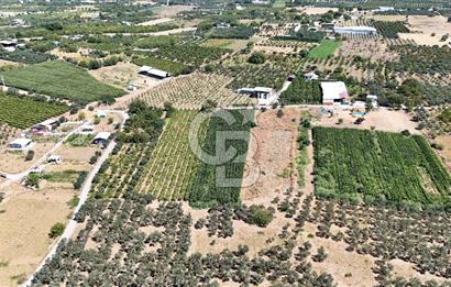 Aşağı Kızılca Ova'sının en verimli bölgesinde 3.125 m2 Bağ vasfı