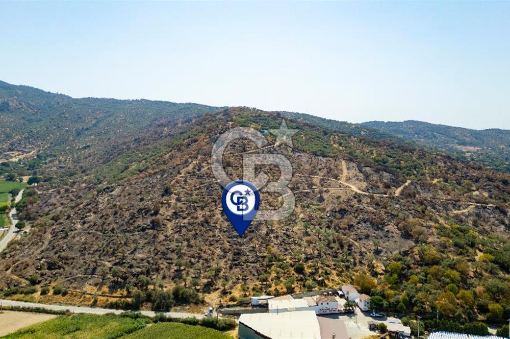 Aydın Söke de Satılık Zeytinlik