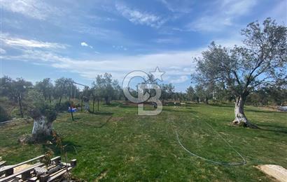 Ayvalık ta doğayla baş başa 4643 m² zeytinlik ve yapı kayıtlı ev