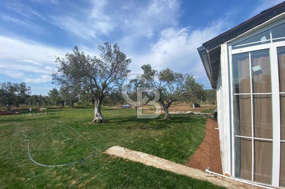 Ayvalık ta doğayla baş başa 4643 m² zeytinlik ve yapı kayıtlı ev