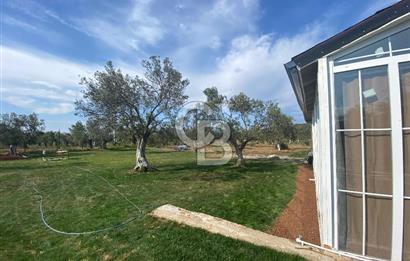 Ayvalık ta doğayla baş başa 4643 m² zeytinlik ve yapı kayıtlı ev