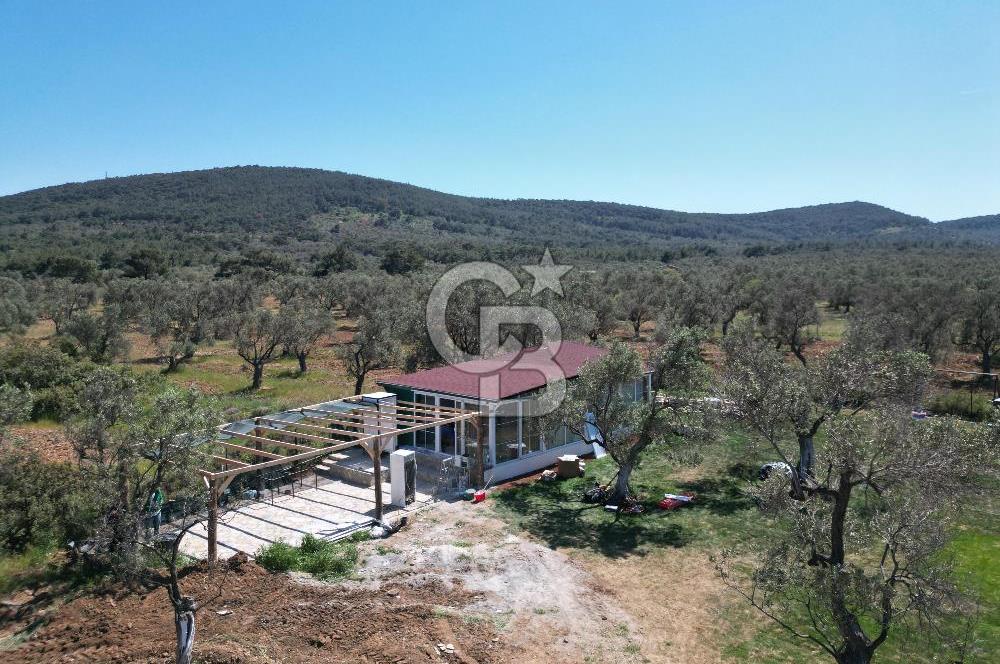 Ayvalık ta doğayla baş başa 4643 m² zeytinlik ve yapı kayıtlı ev
