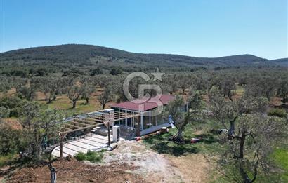 Ayvalık ta doğayla baş başa 4643 m² zeytinlik ve yapı kayıtlı ev