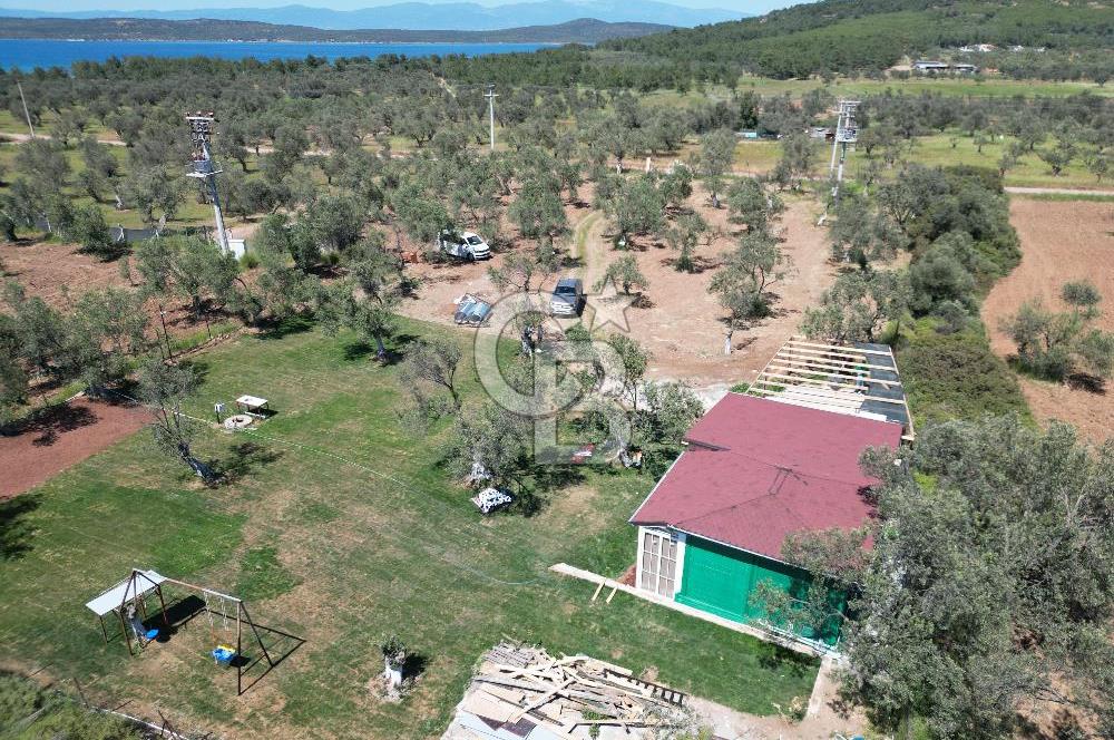 Ayvalık ta doğayla baş başa 4643 m² zeytinlik ve yapı kayıtlı ev