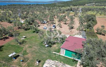 Ayvalık ta doğayla baş başa 4643 m² zeytinlik ve yapı kayıtlı ev