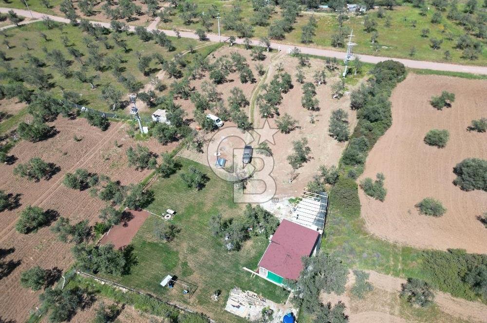 Ayvalık ta doğayla baş başa 4643 m² zeytinlik ve yapı kayıtlı ev