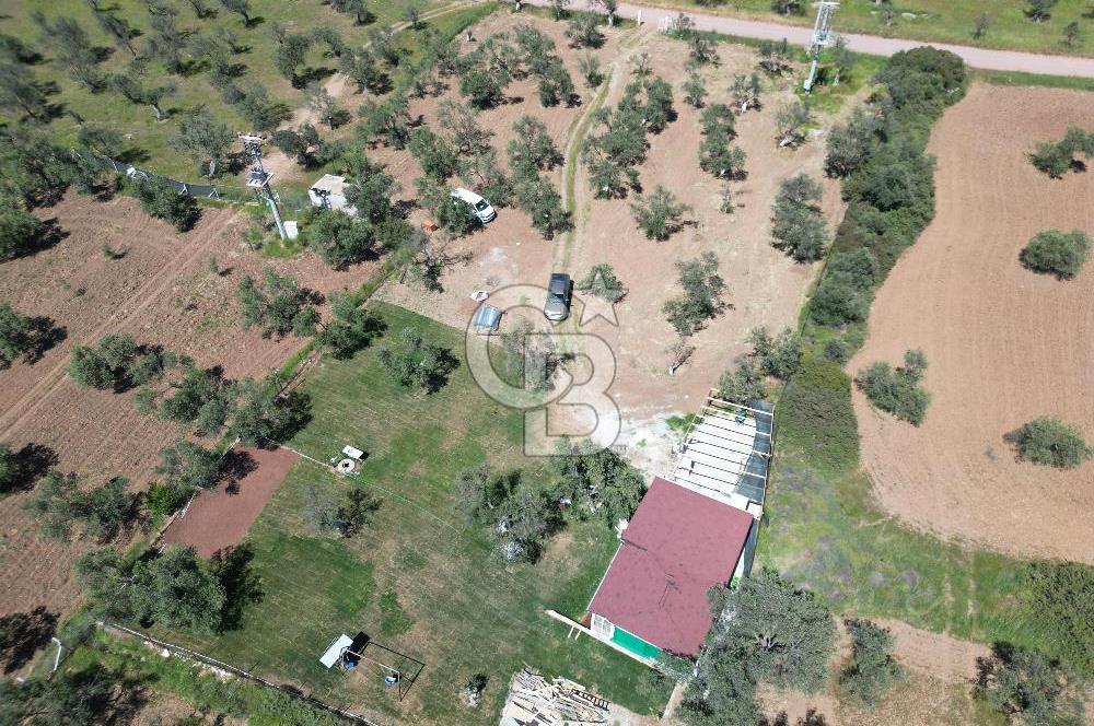 Ayvalık ta doğayla baş başa 4643 m² zeytinlik ve yapı kayıtlı ev