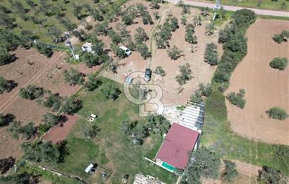 Ayvalık ta doğayla baş başa 4643 m² zeytinlik ve yapı kayıtlı ev