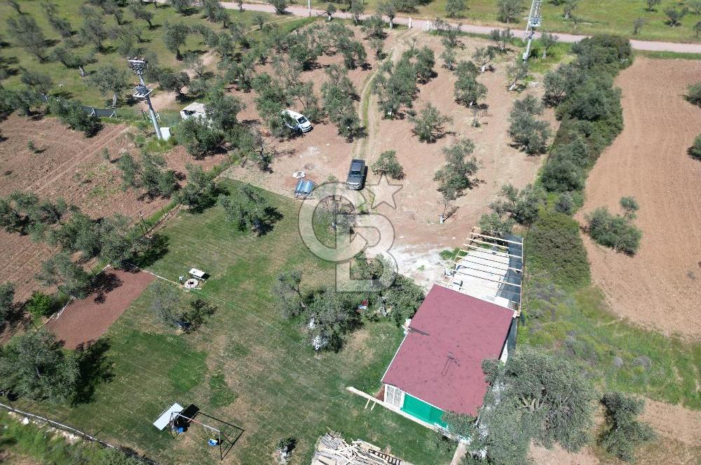 Ayvalık ta doğayla baş başa 4643 m² zeytinlik ve yapı kayıtlı ev