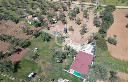 Ayvalık ta doğayla baş başa 4643 m² zeytinlik ve yapı kayıtlı ev