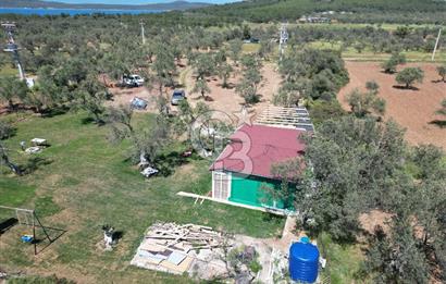 Ayvalık ta doğayla baş başa 4643 m² zeytinlik ve yapı kayıtlı ev