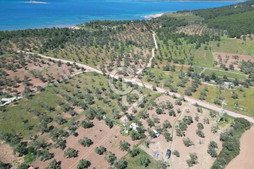 Ayvalık ta doğayla baş başa 4643 m² zeytinlik ve yapı kayıtlı ev