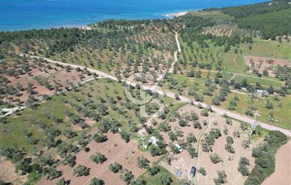 Ayvalık ta doğayla baş başa 4643 m² zeytinlik ve yapı kayıtlı ev