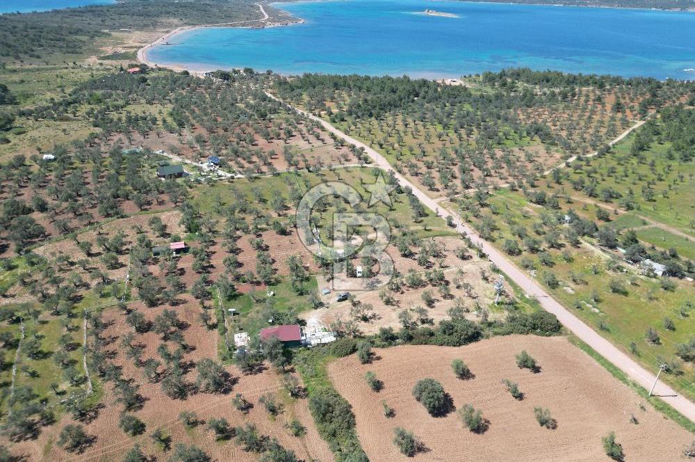 Ayvalık ta doğayla baş başa 4643 m² zeytinlik ve yapı kayıtlı ev