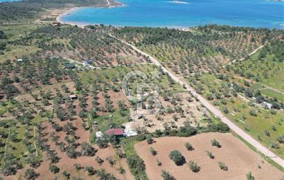 Ayvalık ta doğayla baş başa 4643 m² zeytinlik ve yapı kayıtlı ev