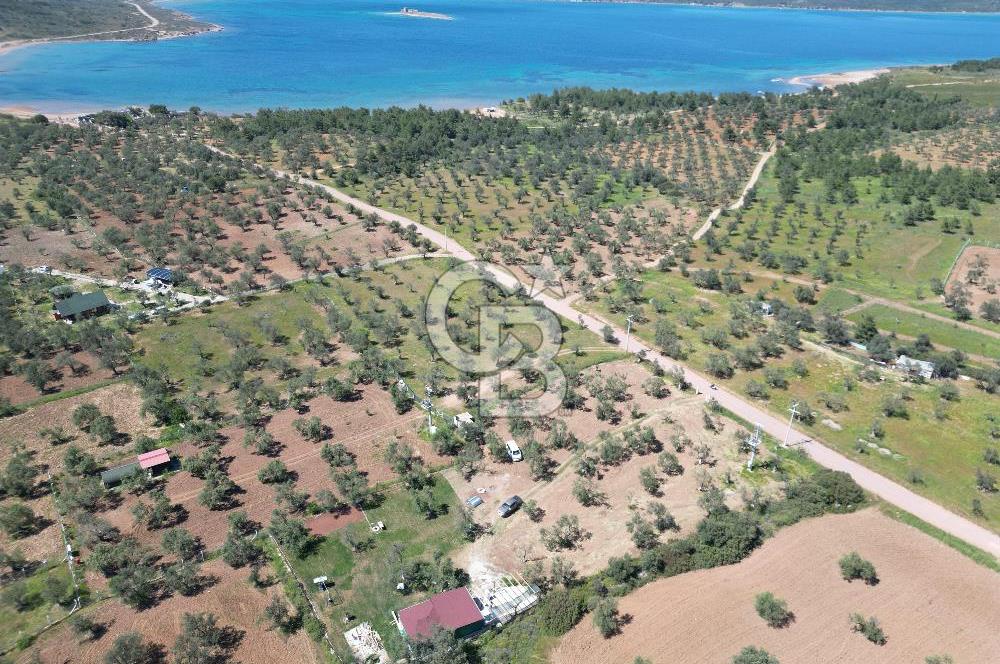 Ayvalık ta doğayla baş başa 4643 m² zeytinlik ve yapı kayıtlı ev