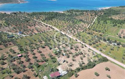 Ayvalık ta doğayla baş başa 4643 m² zeytinlik ve yapı kayıtlı ev