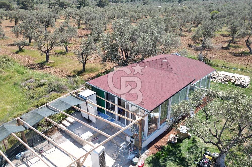 Ayvalık ta doğayla baş başa 4643 m² zeytinlik ve yapı kayıtlı ev