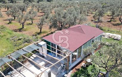 Ayvalık ta doğayla baş başa 4643 m² zeytinlik ve yapı kayıtlı ev