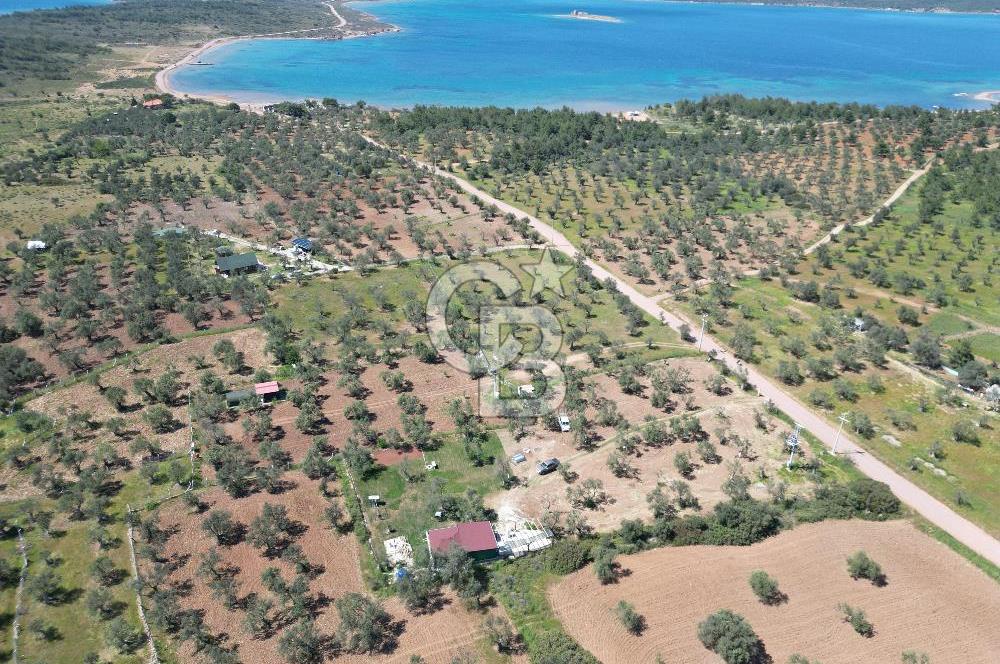 Ayvalık ta doğayla baş başa 4643 m² zeytinlik ve yapı kayıtlı ev