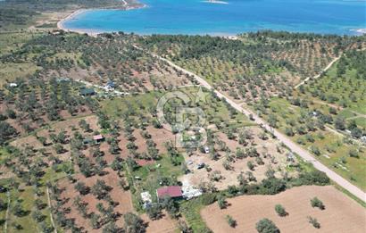 Ayvalık ta doğayla baş başa 4643 m² zeytinlik ve yapı kayıtlı ev