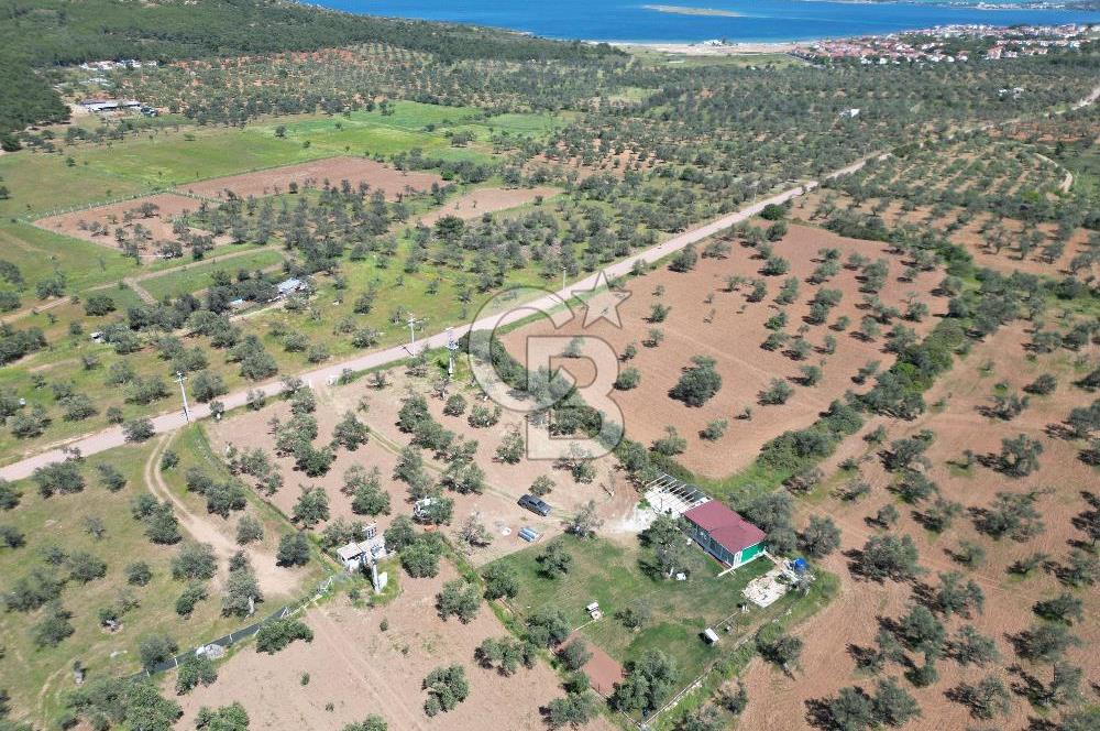 Ayvalık ta doğayla baş başa 4643 m² zeytinlik ve yapı kayıtlı ev
